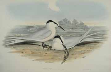 John Gould Birds of Australia